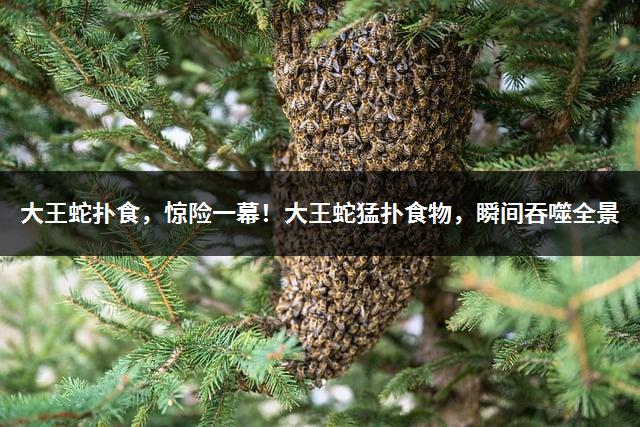 大王蛇扑食，惊险一幕！大王蛇猛扑食物，瞬间吞噬全景-1