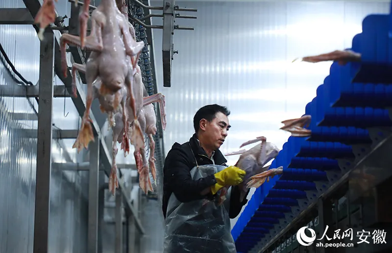 白鹅养殖致富能手_白鹅的养殖_白鹅养殖场