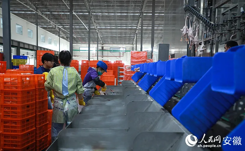 白鹅的养殖_白鹅养殖致富能手_白鹅养殖场