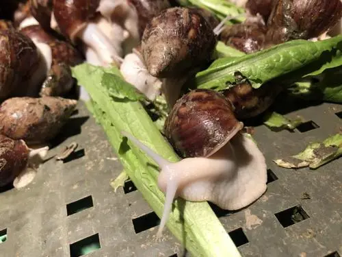 白玉蜗牛养殖利润_养殖致富白玉蜗牛_致富经蜗牛养殖白玉蜗牛