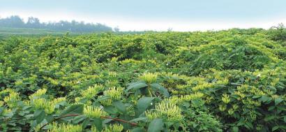 金银花种植基地视频_种植金银花脱贫致富视频_2020年种植金银花前景如何