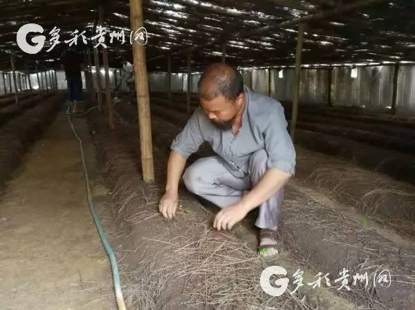 致富种植农民工具图片_农民种植致富工具_致富种植农民工具有哪些