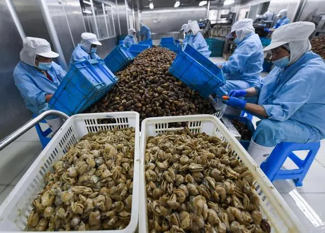 白玉蜗牛养殖利润_养殖致富白玉蜗牛_致富经蜗牛养殖白玉蜗牛