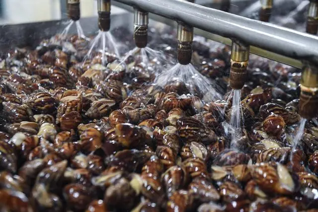 养殖致富白玉蜗牛_白玉蜗牛养殖利润_致富经蜗牛养殖白玉蜗牛