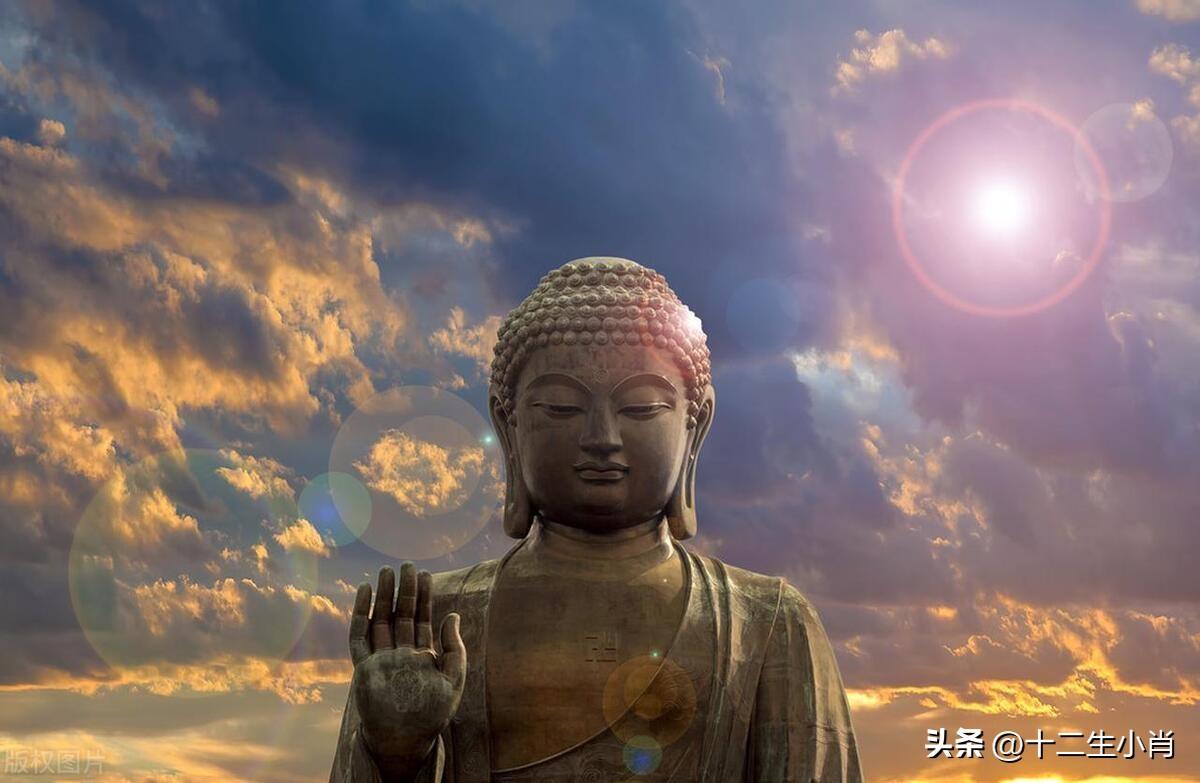阳光兔养殖致富_致富经兔子养殖_致富养兔子