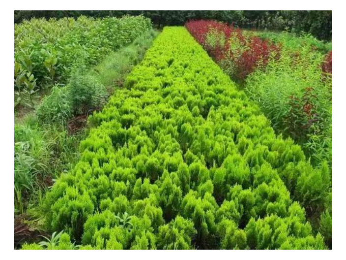 广州工厂绿化苗木销售企业,绿化苗木销售