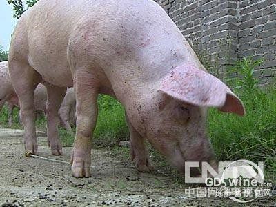 刘倩倩和吴天华图片_致富经吴晓凡_吴倩倩致富经