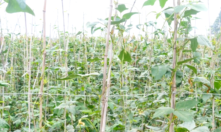 夏秋豆角长势差，高温多雨是主因，农户需要掌握2个技巧
