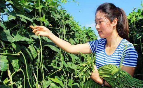 眼下秋豆角种植时间已过，种植时间需要好好把握