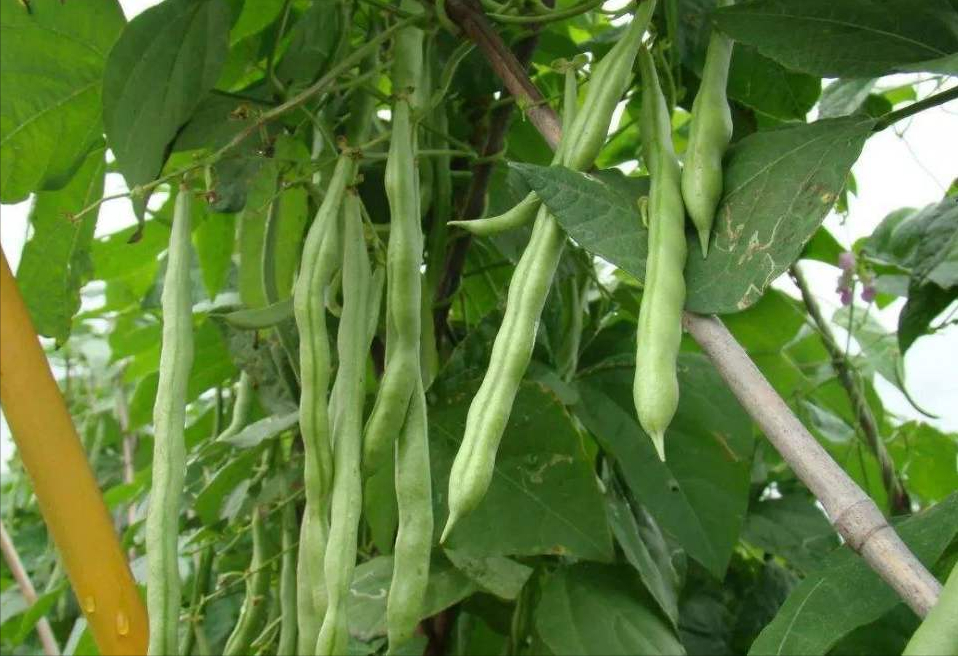 大棚秋延后豆角想高产，田间管理应做好5件事，不可懈怠造成减产