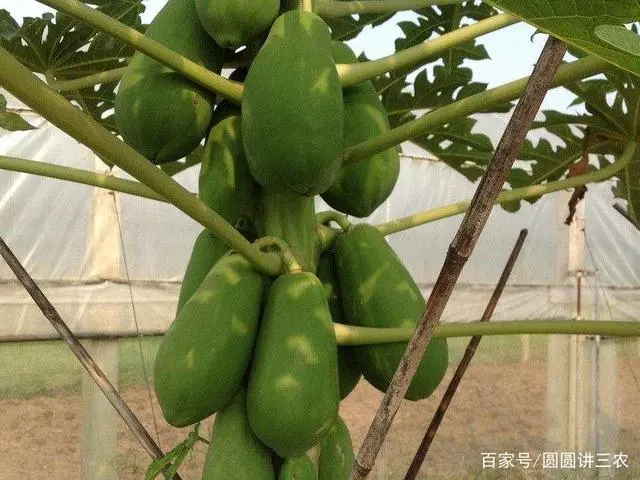 木瓜的种植技术和管理_木瓜种植管理技术与管理_木瓜种植与管理