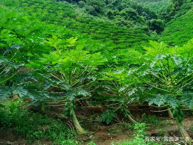 木瓜的种植技术和管理_木瓜种植与管理_木瓜种植管理技术与管理