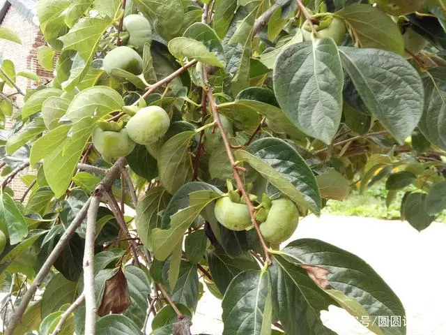 木瓜的种植技术和管理_木瓜种植与管理_木瓜种植管理技术与管理