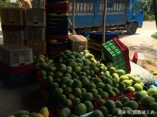 木瓜种植与管理_木瓜的种植技术和管理_木瓜种植管理技术与管理