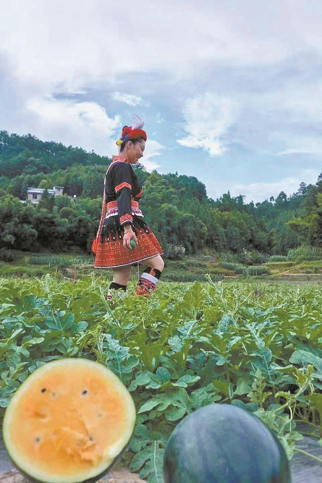陕西水果产量第一_陕西水果品种_致富经种植水果陕西