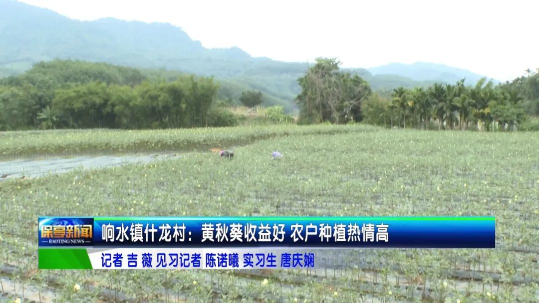 黄秋葵种植技术_黄秋葵菜怎么种_黄秋葵种植视频