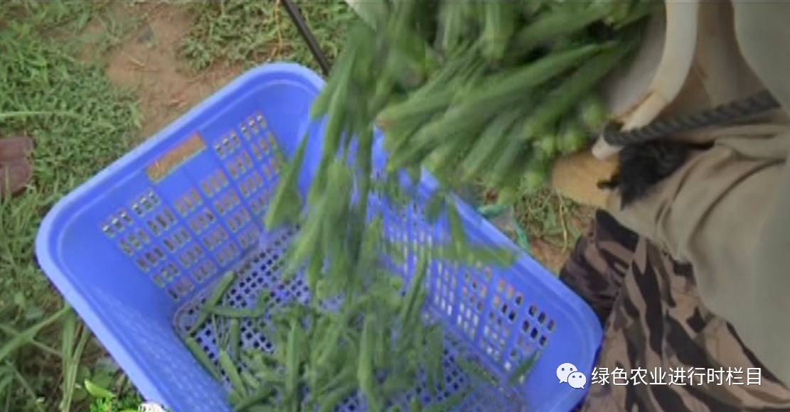黄秋葵种植技术视频_黄秋葵种植技术_黄秋葵菜怎么种