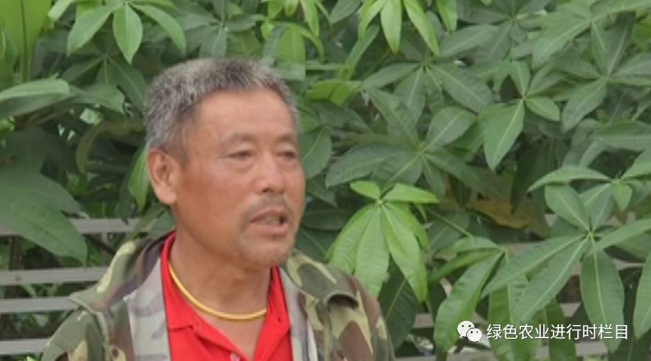 黄秋葵种植技术视频_黄秋葵种植技术_黄秋葵菜怎么种