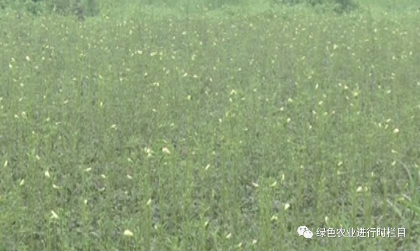 黄秋葵种植技术视频_黄秋葵菜怎么种_黄秋葵种植技术