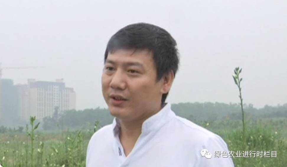 黄秋葵种植技术_黄秋葵菜怎么种_黄秋葵种植技术视频