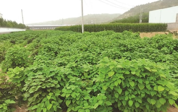 黑豆油种植致富_致富种植黑豆油好吗_黑豆豆油的价格是多少