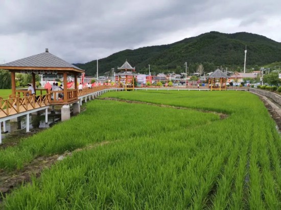 养殖桑黄有效果吗_养殖桑黄的市场前景_桑黄养殖致富