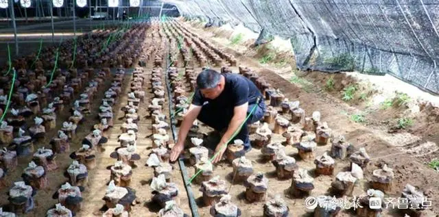 养殖桑黄的市场前景_桑黄养殖致富_养殖桑黄有效果吗