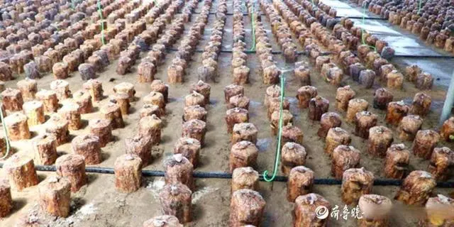 养殖桑黄有效果吗_养殖桑黄的市场前景_桑黄养殖致富