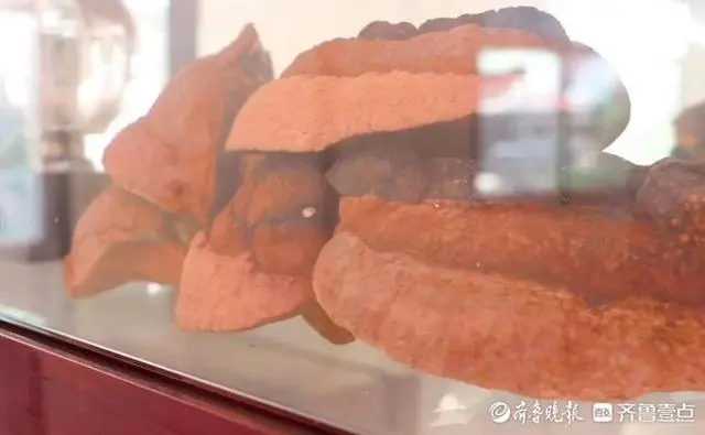 养殖桑黄有效果吗_养殖桑黄的市场前景_桑黄养殖致富