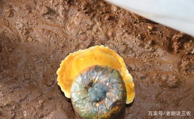 号称收购价数千元，实际零售价只有几十元，种植骗局又来了