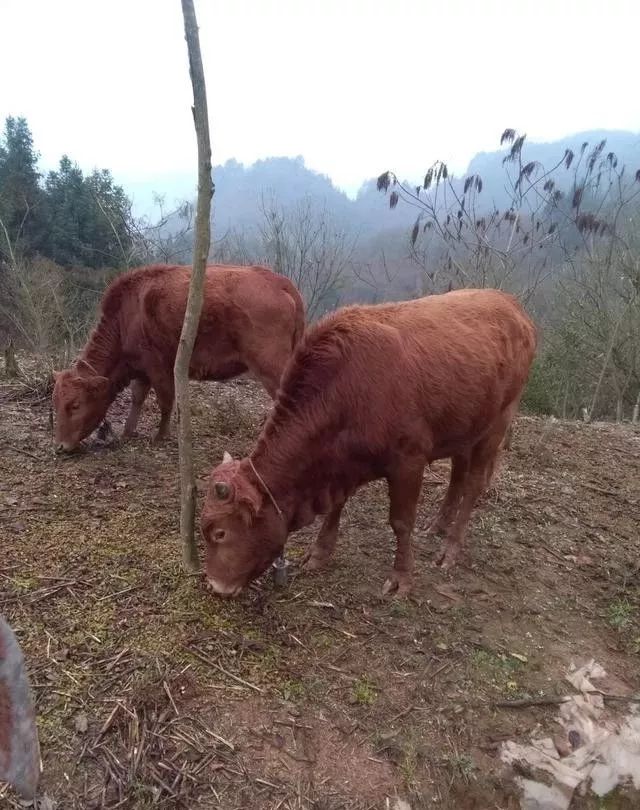 牛犊的养殖_犊牛养殖技术_犊牛养殖技术视频