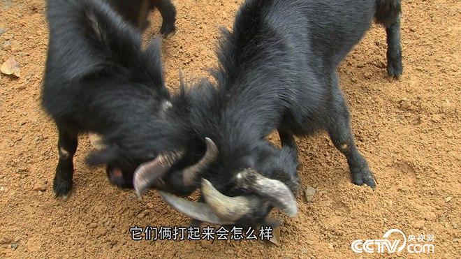 众叛亲离 只为120元一斤的羊