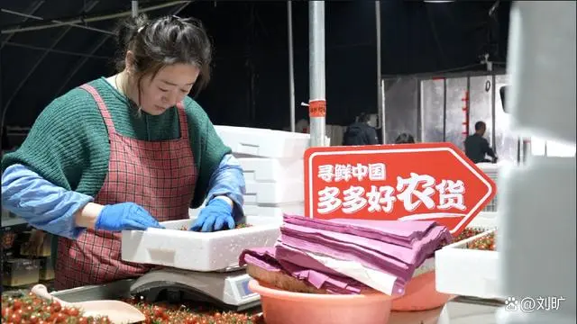 种植西红柿效益如何_种植西红柿挣钱吗_种植西红柿致富人