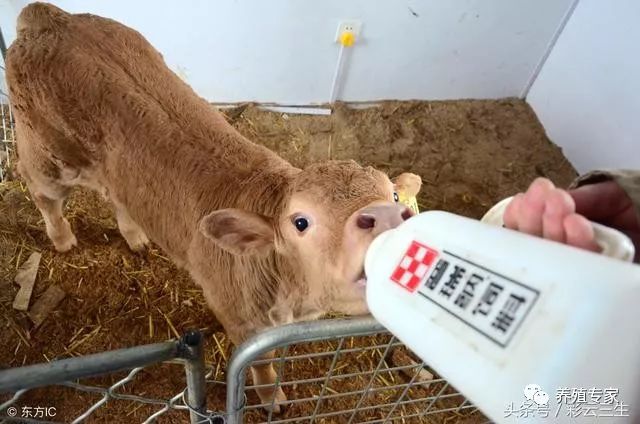 犊牛养殖成功要点_犊牛养殖技术视频_犊牛养殖技术