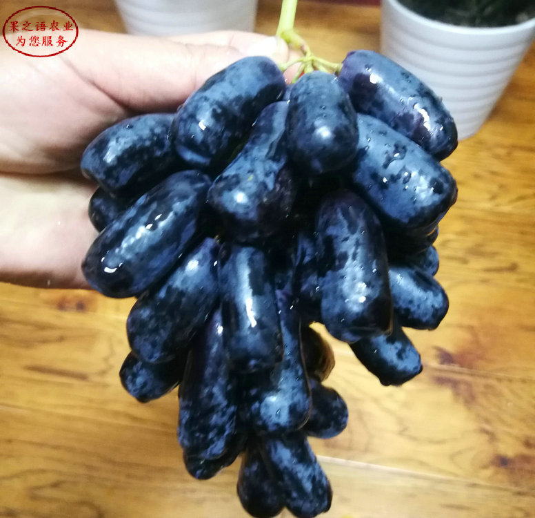阳光玫瑰葡萄苗含糖量多少、泰安阳光玫瑰葡萄苗