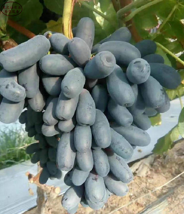 阳光玫瑰葡萄苗含糖量多少、泰安阳光玫瑰葡萄苗