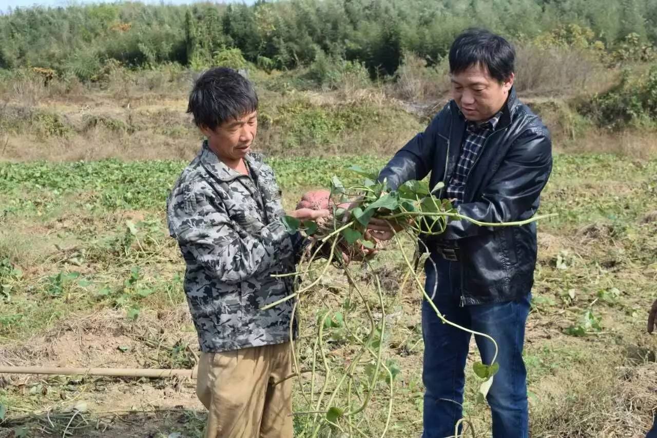 【劳动者之歌】冯永才：番薯里的“致富经”
