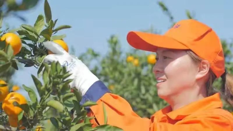 致富经湖北养殖螃蟹_湖北河蟹养殖大县_湖北养蟹基地