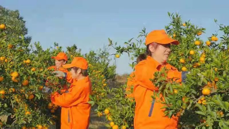 湖北河蟹养殖大县_湖北养蟹基地_致富经湖北养殖螃蟹