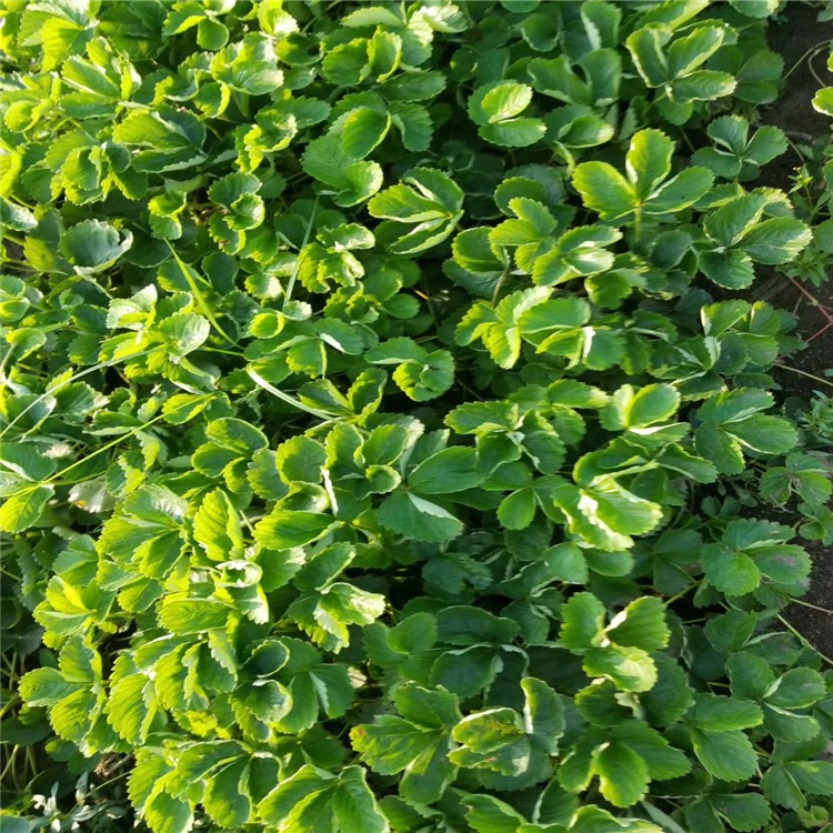葡萄苗种植技术_如何种植萄葡苗_苗种植葡萄技术要求