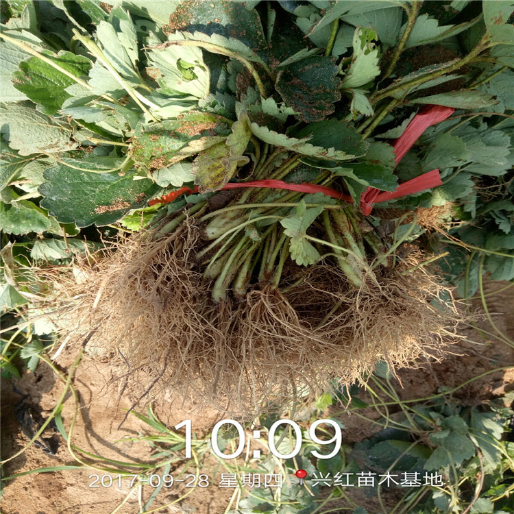 葡萄苗种植技术_如何种植萄葡苗_苗种植葡萄技术要求
