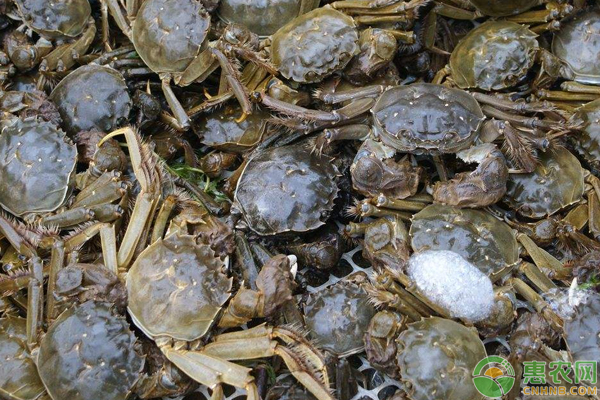 致富经湖北养殖螃蟹_湖北螃蟹养殖基地_湖北养蟹基地