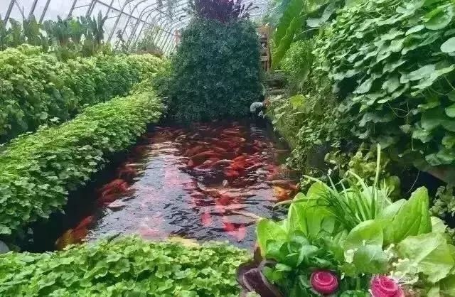 大棚内养鱼_致富经大棚里种菜养鱼_蔬菜大棚养鱼