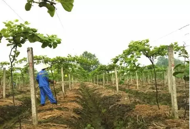 大棚猕猴桃种植技术_大棚种植猕猴桃技术要点_大棚种植猕猴桃技术与管理
