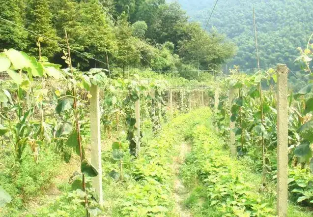 大棚种植猕猴桃技术与管理_大棚猕猴桃种植技术_大棚种植猕猴桃技术要点