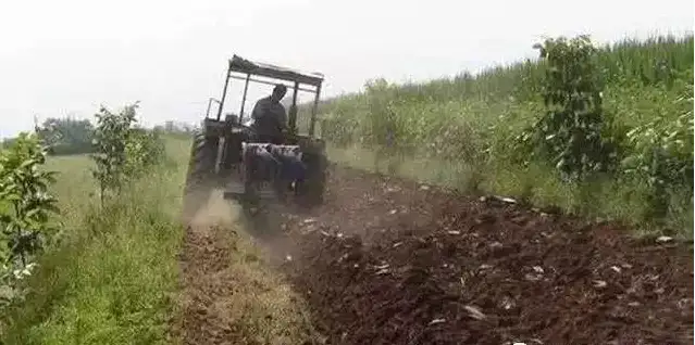 大棚猕猴桃种植技术_大棚种植猕猴桃技术与管理_大棚种植猕猴桃技术要点
