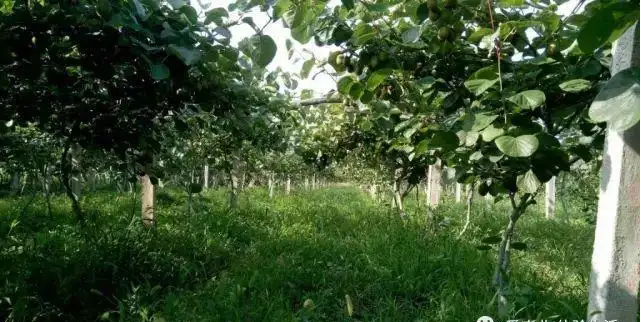 大棚种植猕猴桃技术要点_大棚猕猴桃种植技术_大棚种植猕猴桃技术与管理