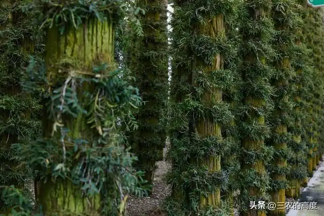 林下10大中药材，是农民发家致富的一个选项，你那里有人种么？