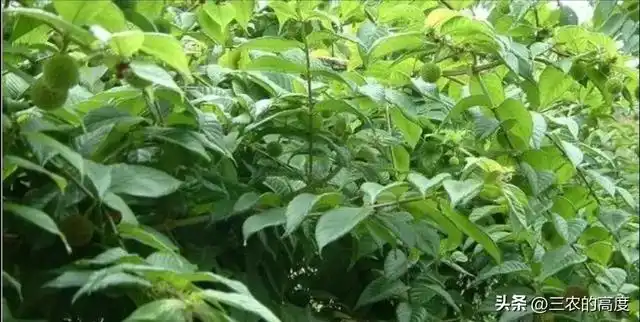 林下10大中药材，是农民发家致富的一个选项，你那里有人种么？