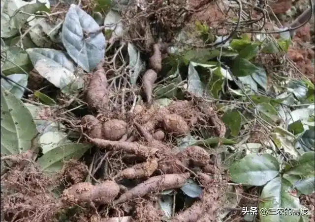 林下10大中药材，是农民发家致富的一个选项，你那里有人种么？